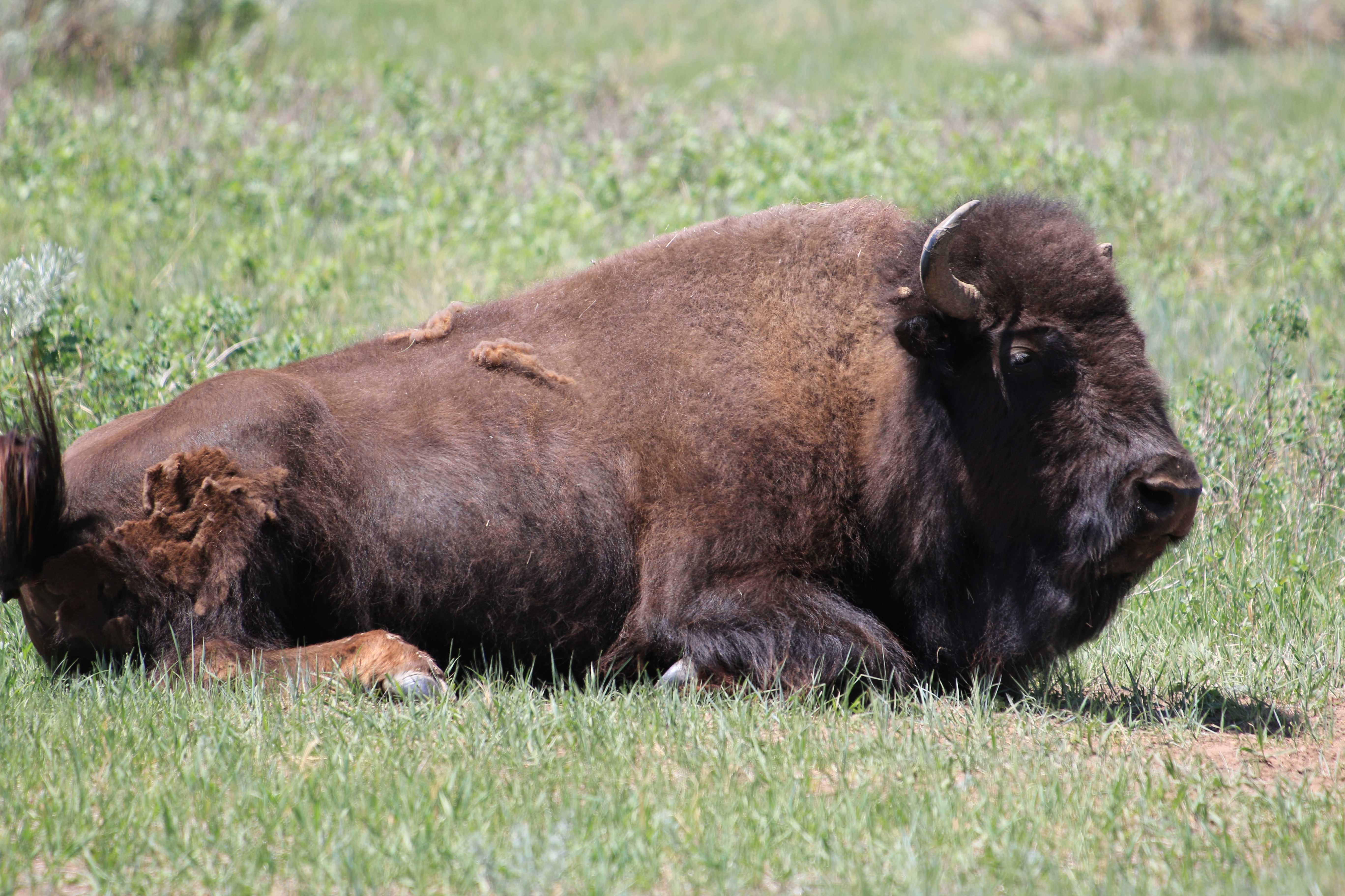 Theodore Roosevelt NP